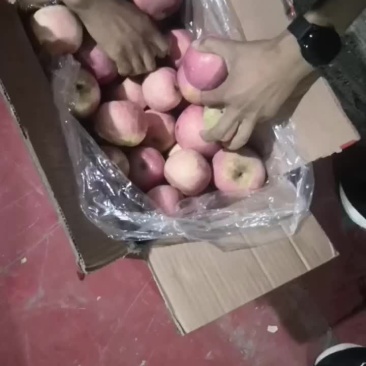 高次果8毛