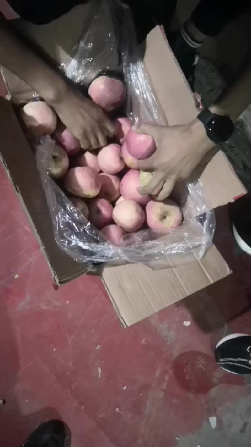 高次果8毛