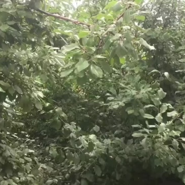 伽师西梅
