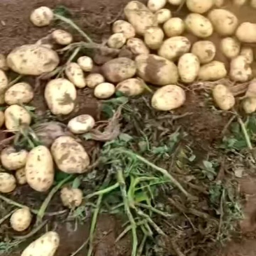 大量出售各种品种土豆