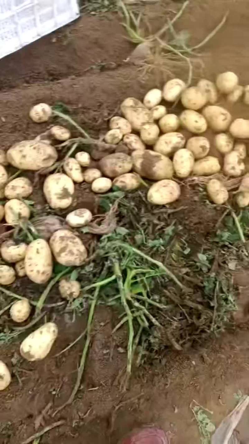大量出售各种品种土豆