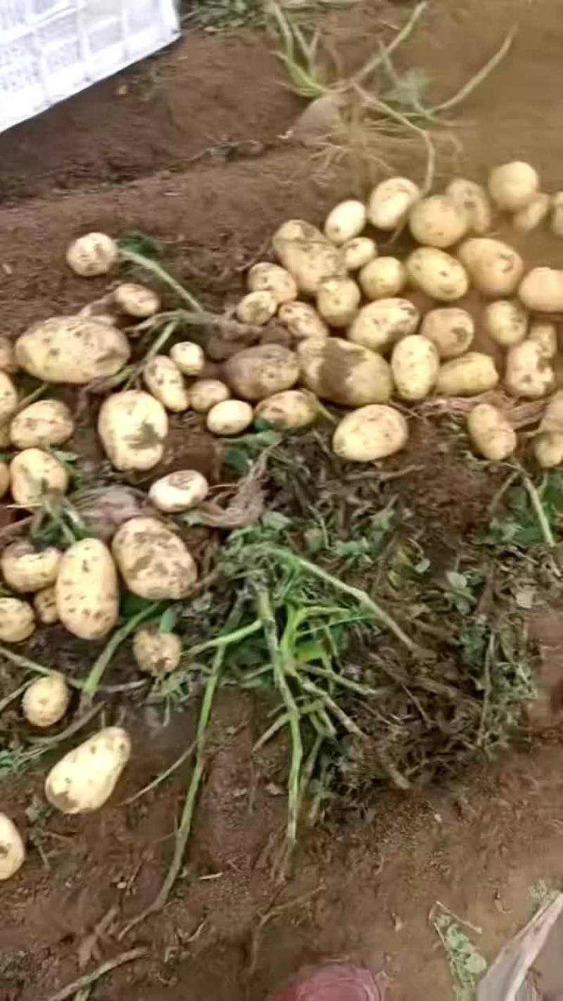 大量出售各种品种土豆