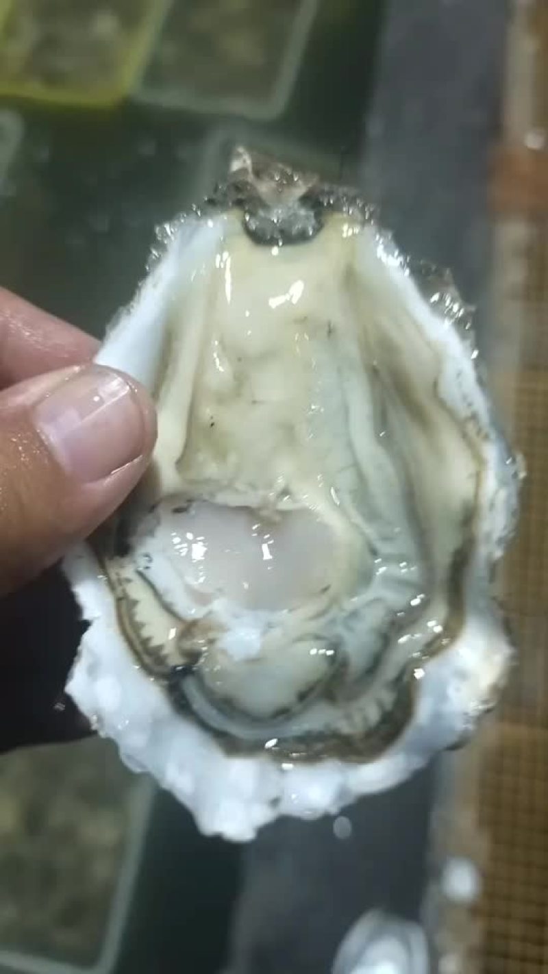 二倍体三倍体全规格生蚝