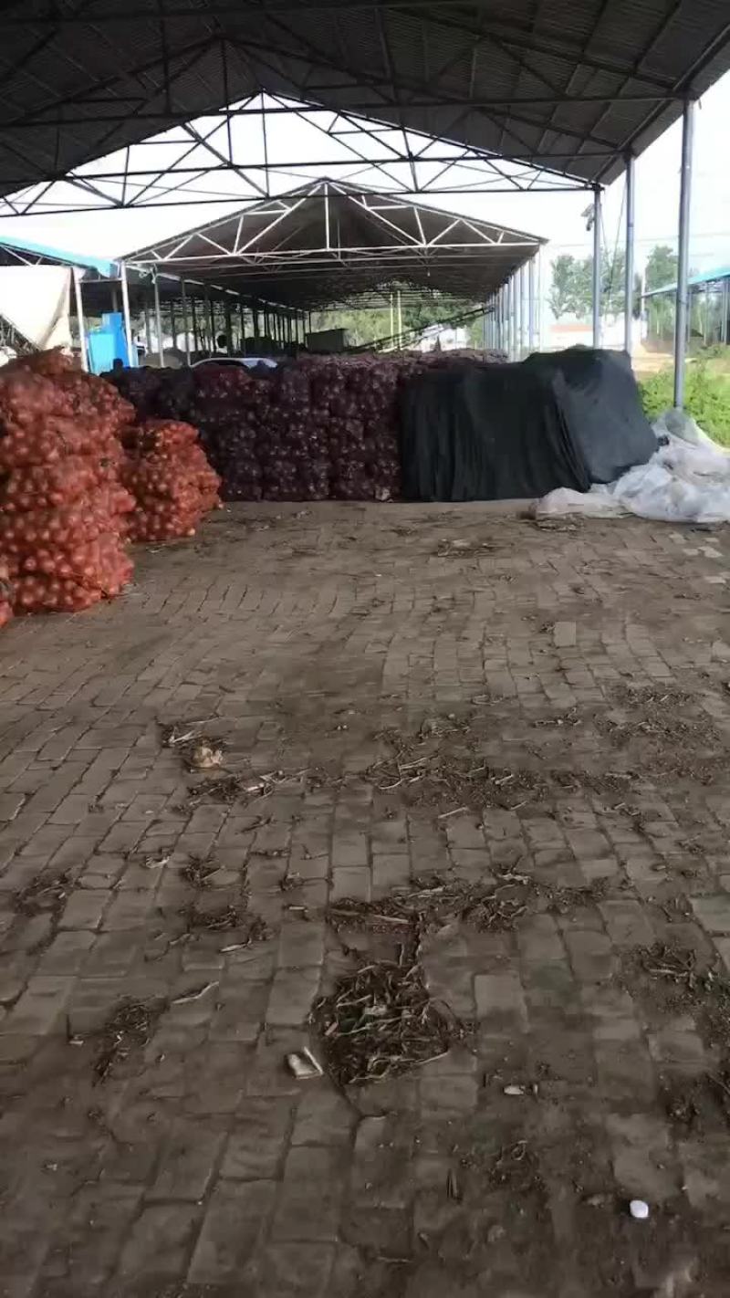 紫洋葱黄洋葱大量上市需要的老板联系我