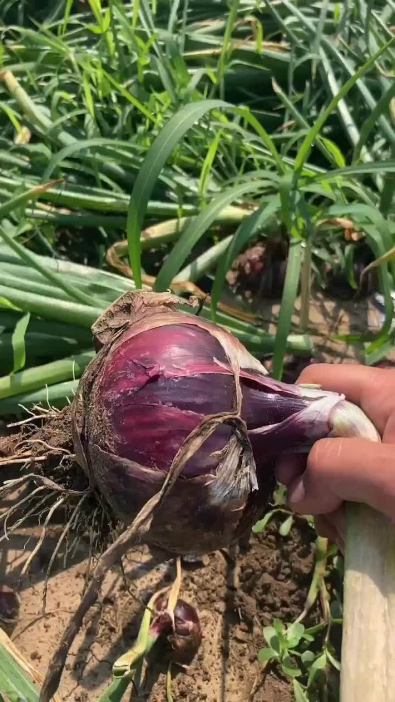 紫洋葱黄洋葱大量上市需要的老板联系我