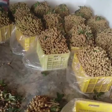 龙眼大量上市，有需要的老总可直接联系我