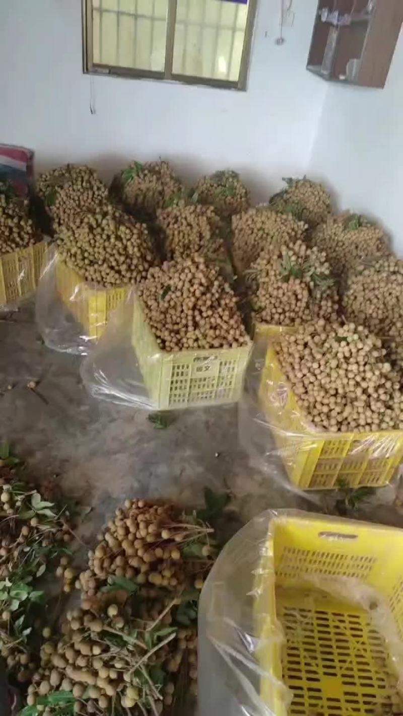 龙眼大量上市，有需要的老总可直接联系我