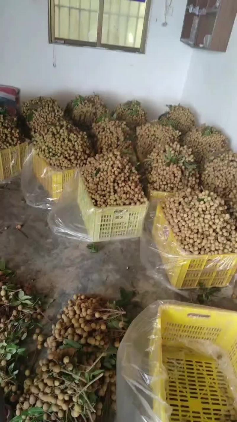 龙眼大量上市，有需要的老总可直接联系我