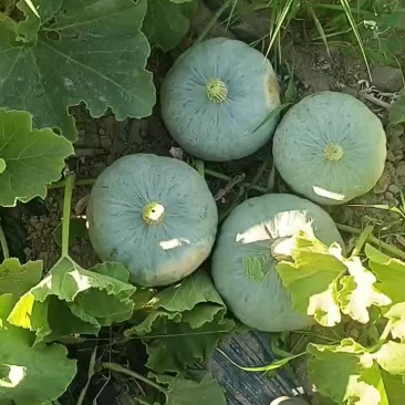 新疆哈密银栗南瓜种植