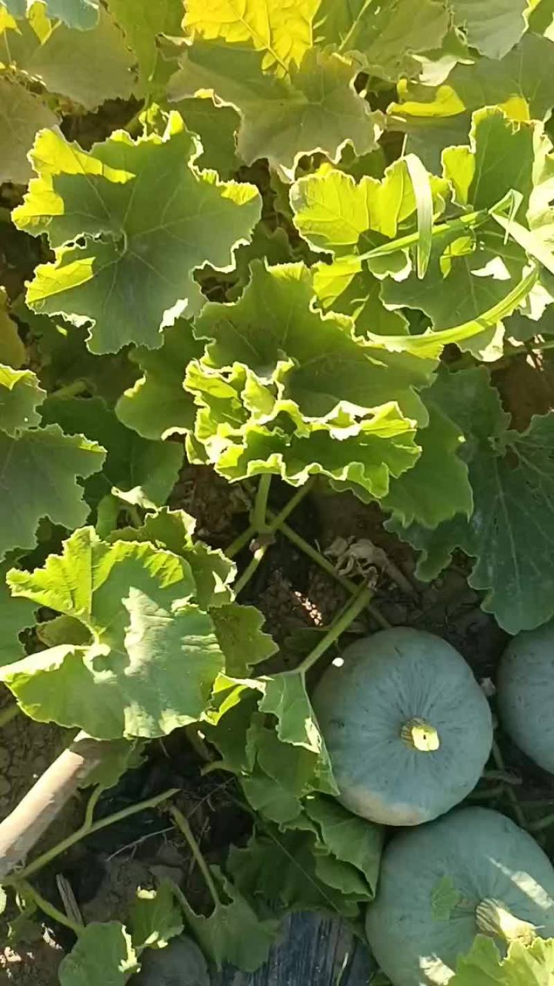 新疆哈密银栗南瓜种植