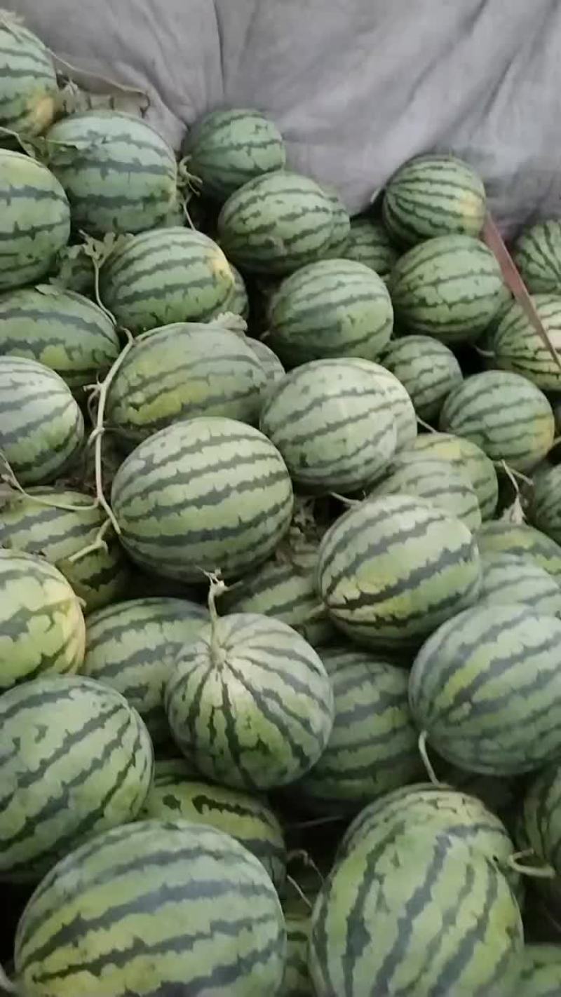 河南，灵宝西瓜，皮毛好，瓤口好，含糖量高，活秧瓜大降价。