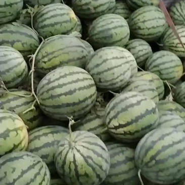 河南，灵宝西瓜，皮毛好，瓤口好，含糖量高，活秧瓜大降价。