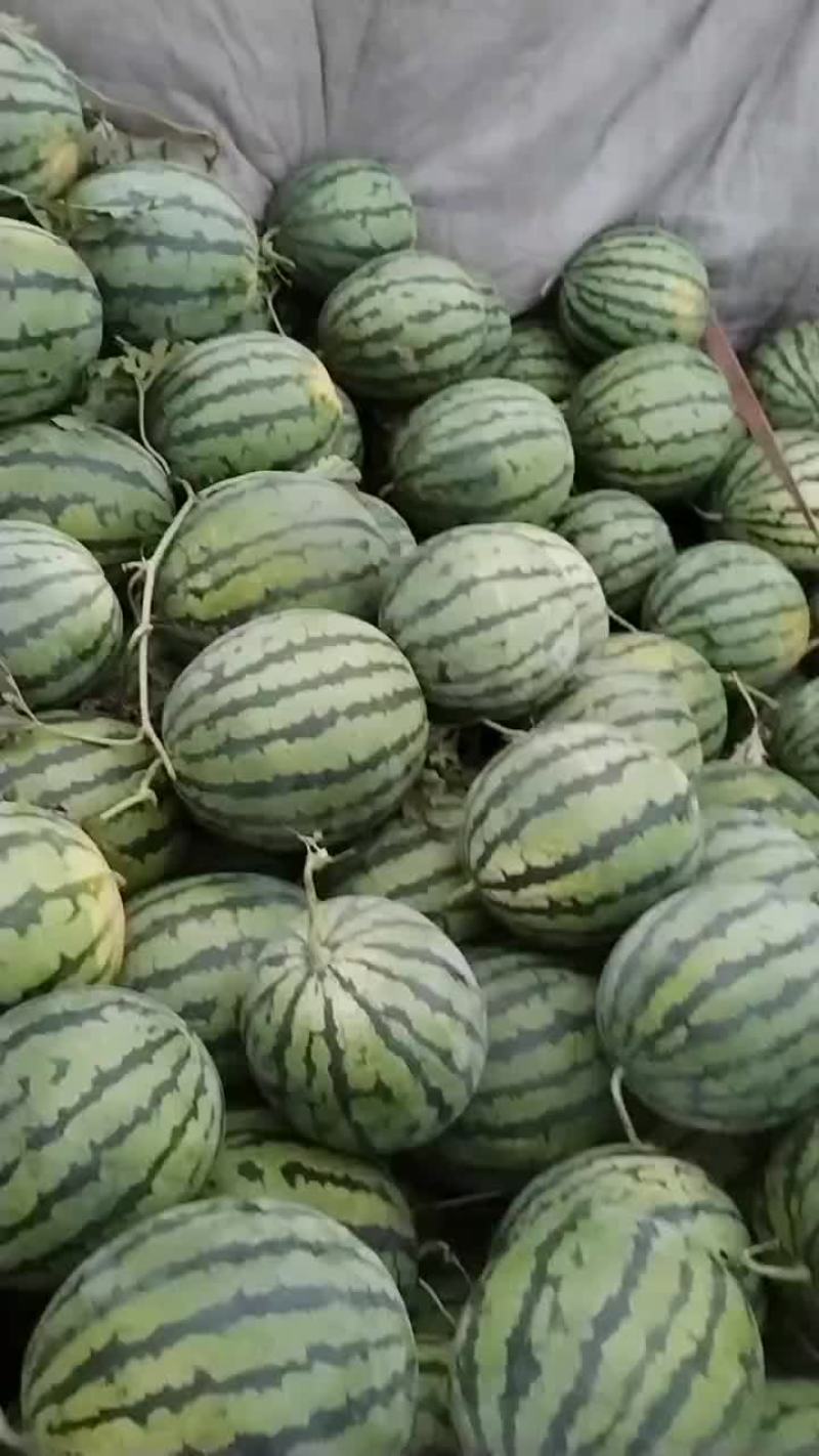 河南，灵宝西瓜，皮毛好，瓤口好，含糖量高，活秧瓜大降价。