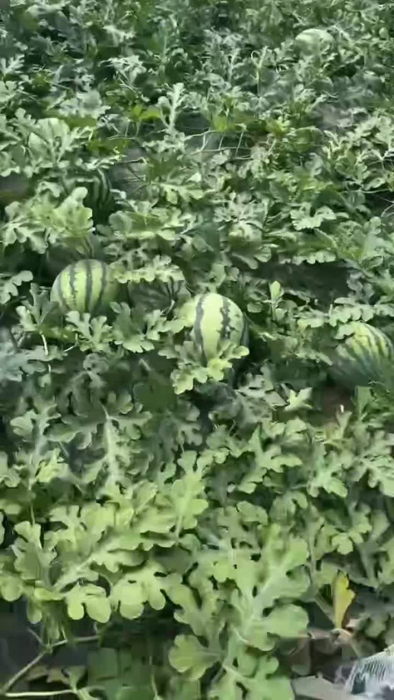 盖州陆地甜王
