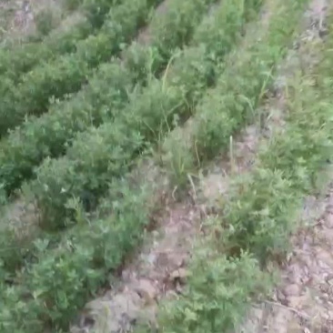 牧草