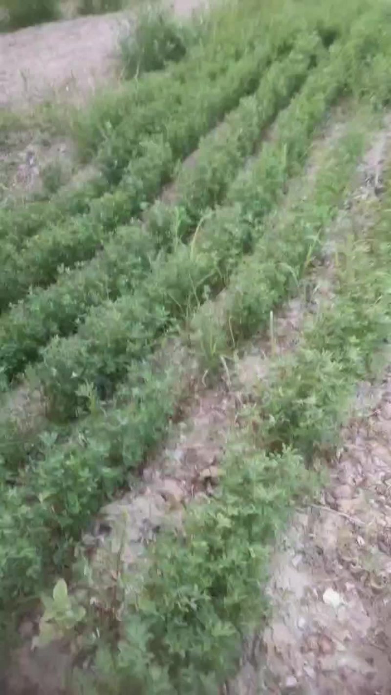 牧草