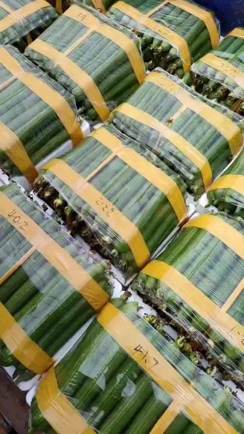 油皮香丝瓜