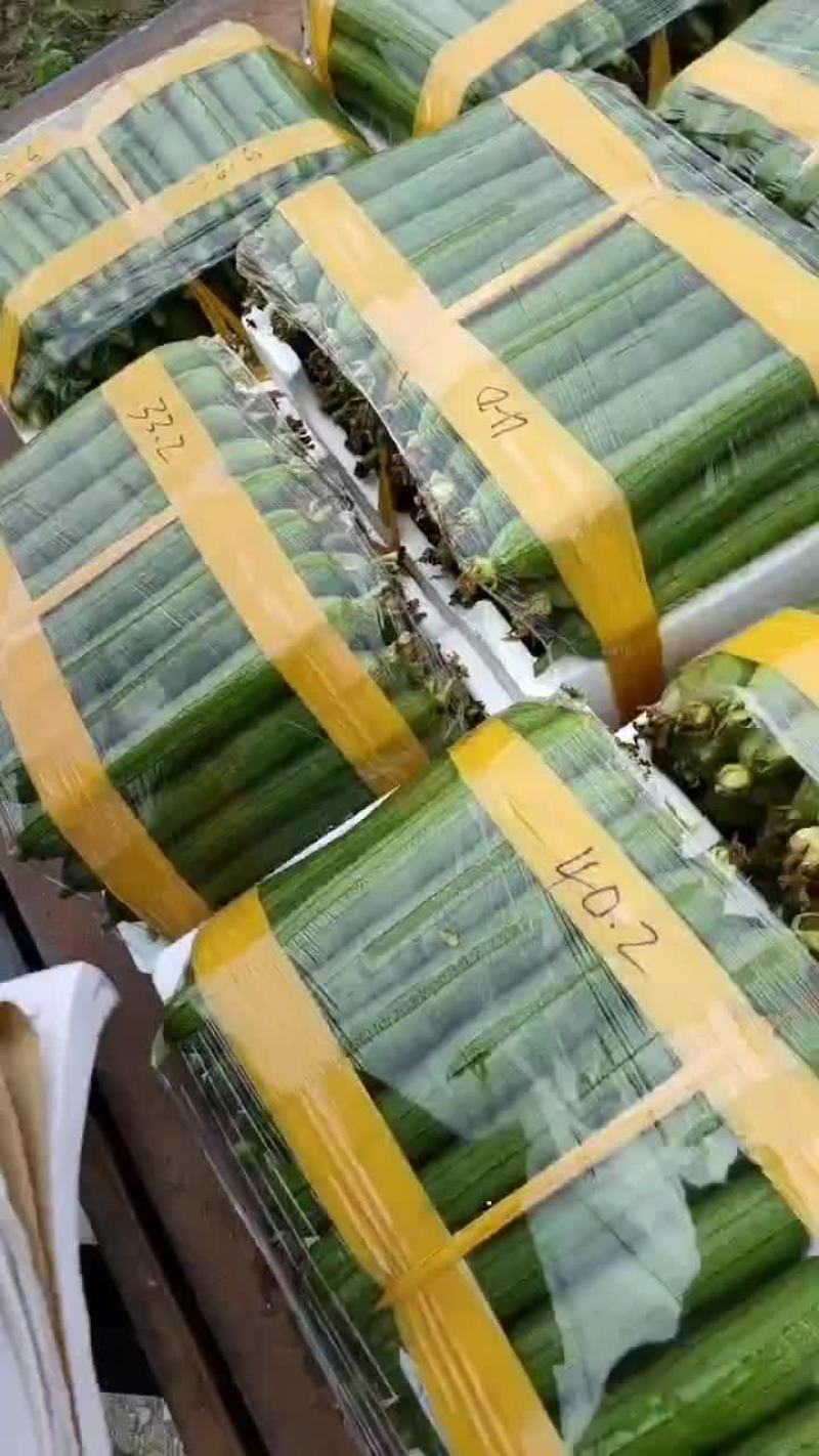 油皮香丝瓜