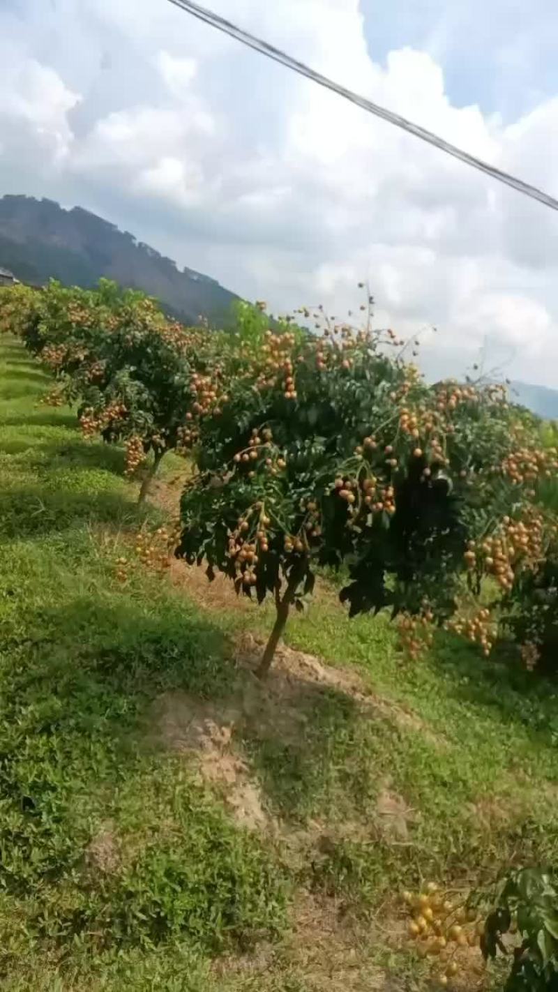广西钦州浦北黑金刚黄皮榨汁果