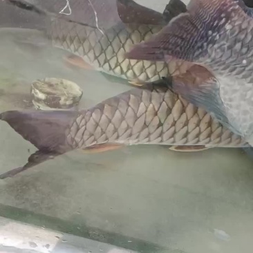 铜鱼