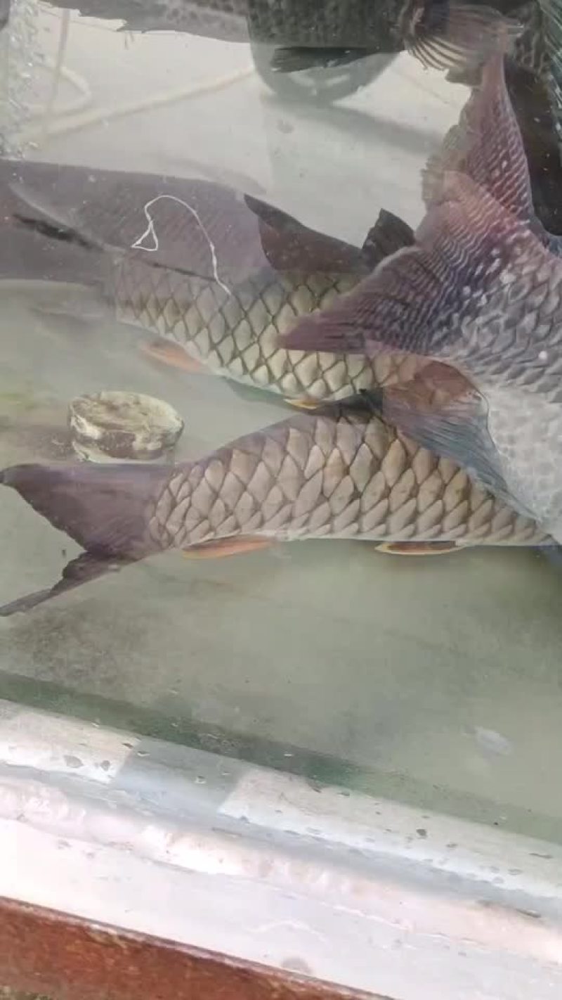 铜鱼