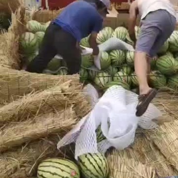 宁夏石头瓜欢迎过位老板定购