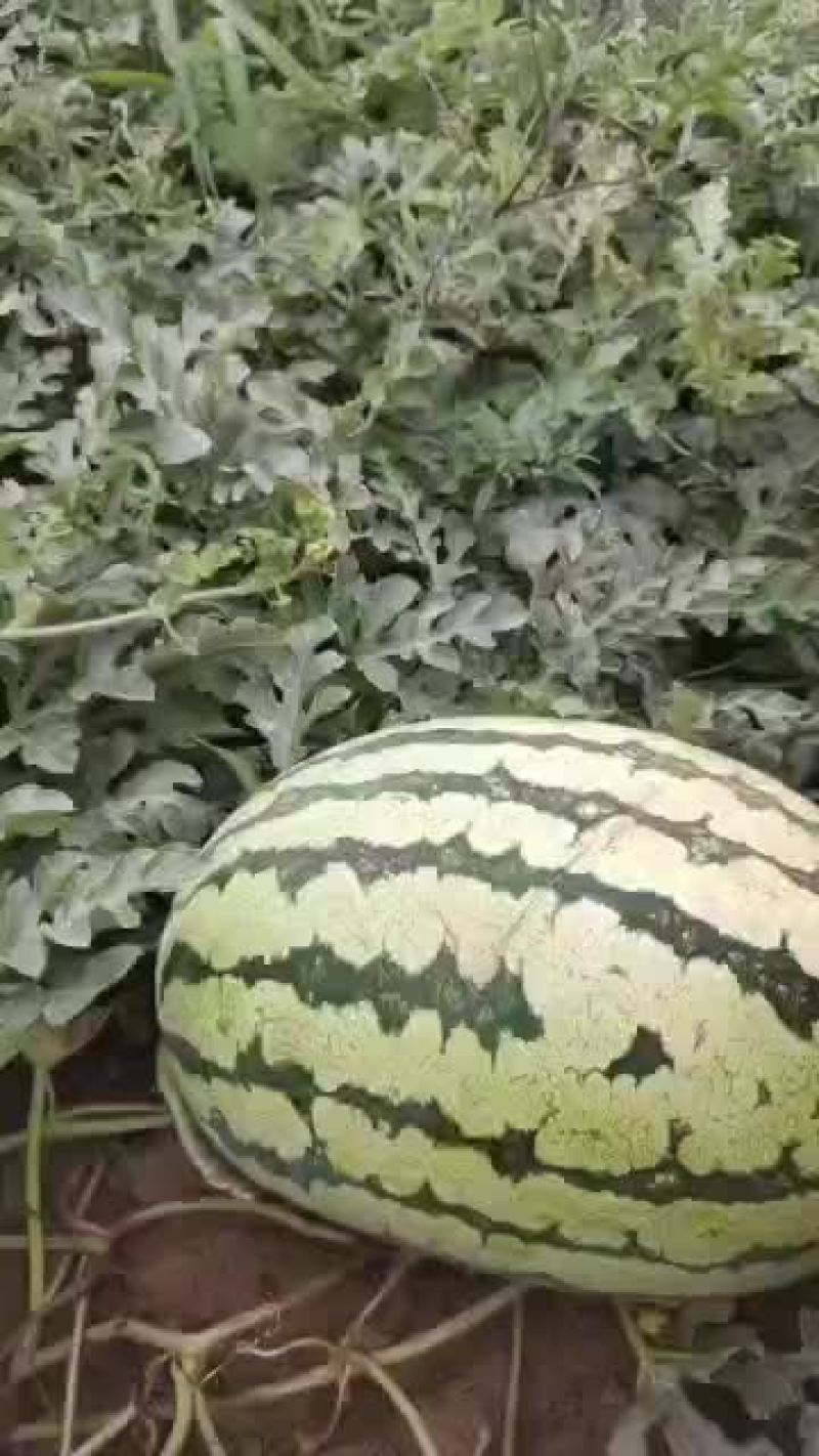 宁夏石头瓜欢迎过位老板定购