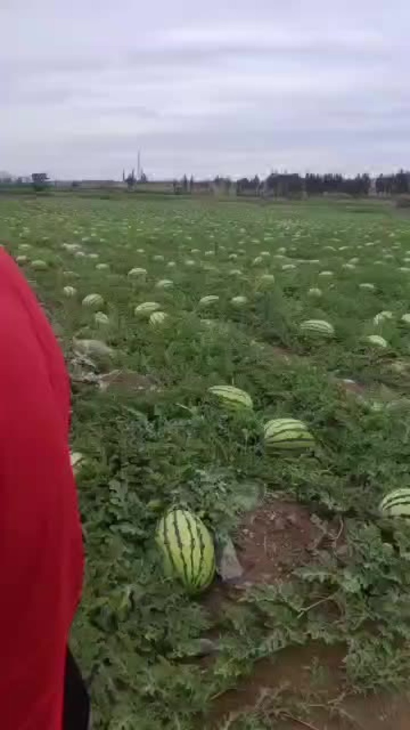 宁夏石头瓜欢迎过位老板定购