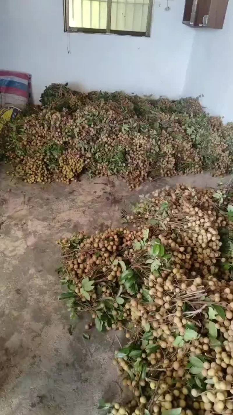 有大量的龙眼陆续上市