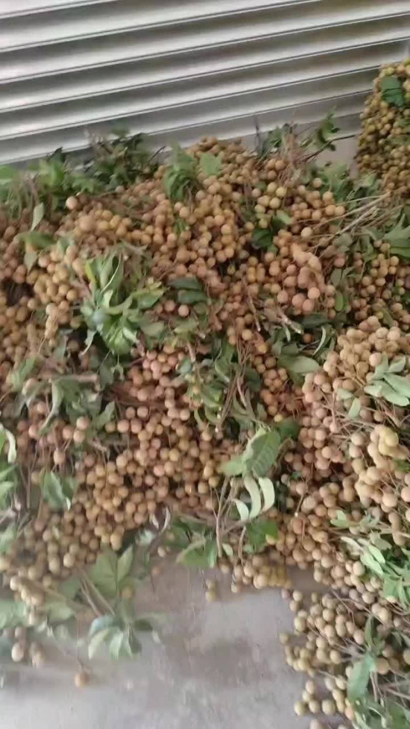 有大量的龙眼陆续上市