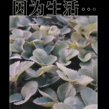 洛阳孟津草莓苗