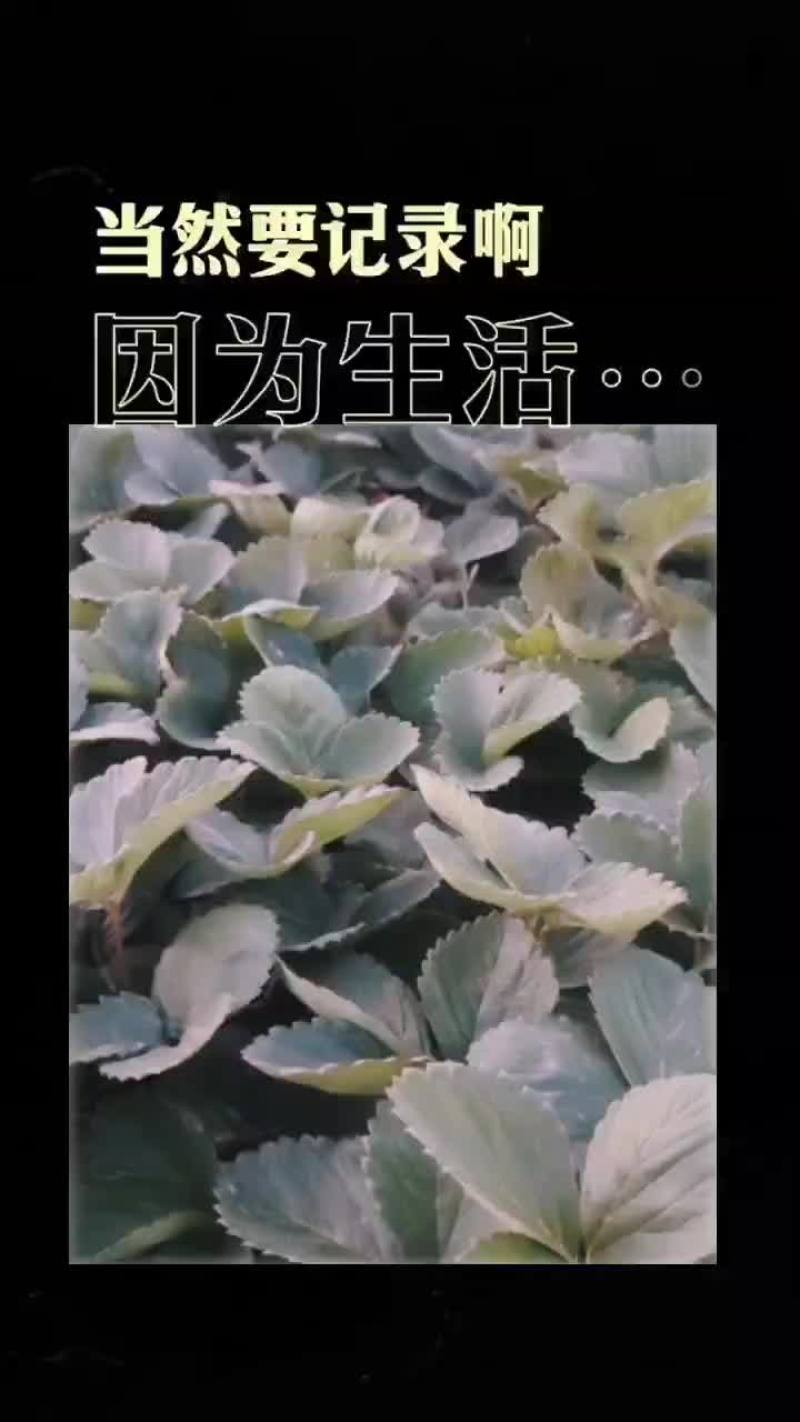 洛阳孟津草莓苗