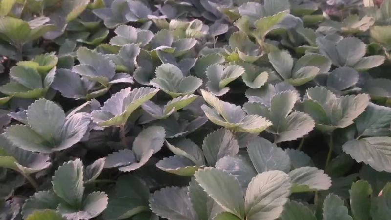 洛阳孟津草莓苗