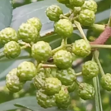 青花椒