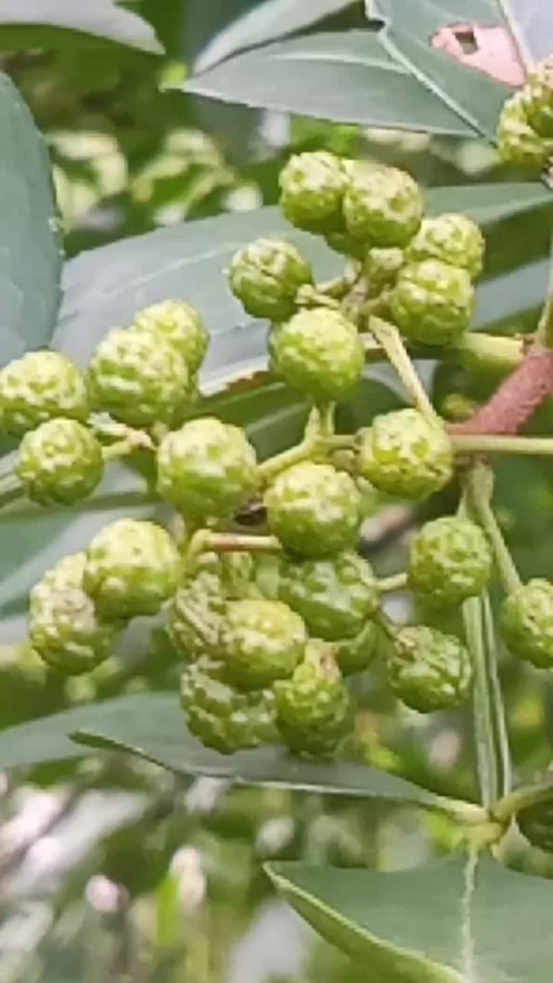 青花椒