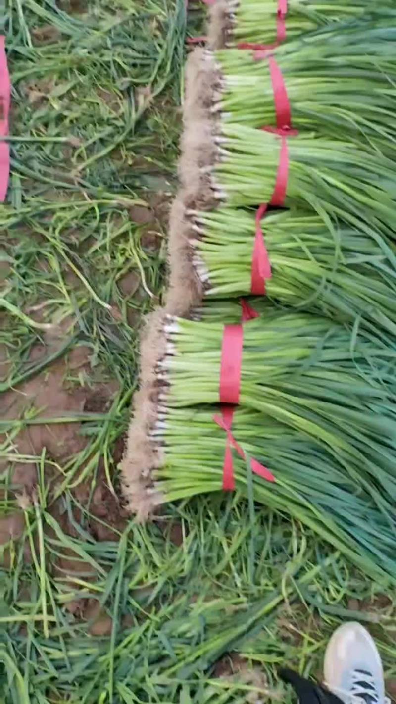 蒜苗