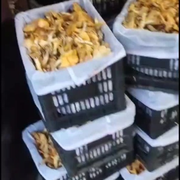 陕西商洛，黄丝菌