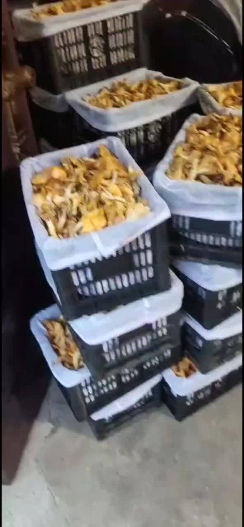 陕西商洛，黄丝菌