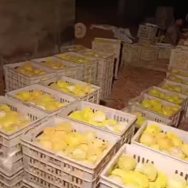 甜宝大量出售
