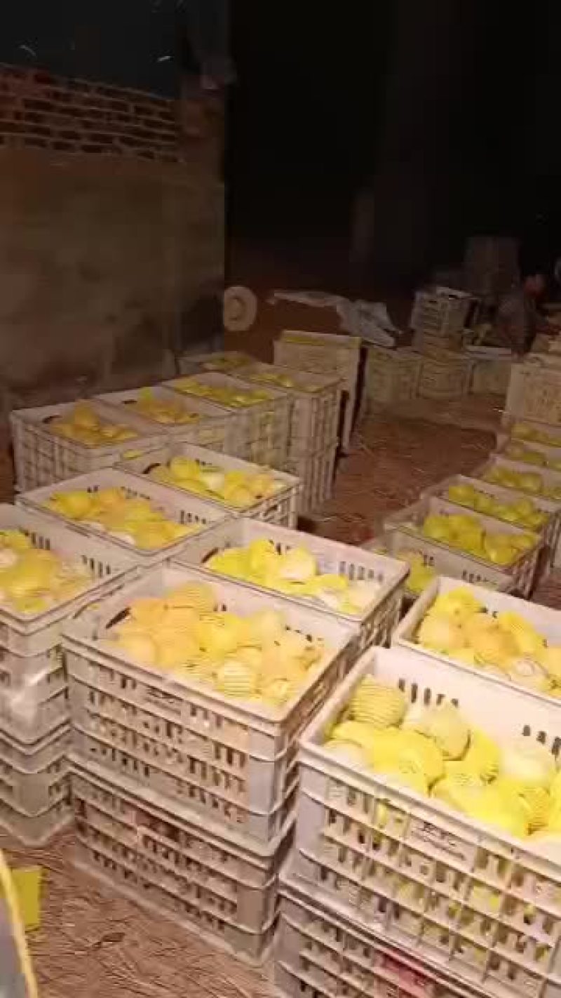 甜宝大量出售