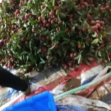 荔枝