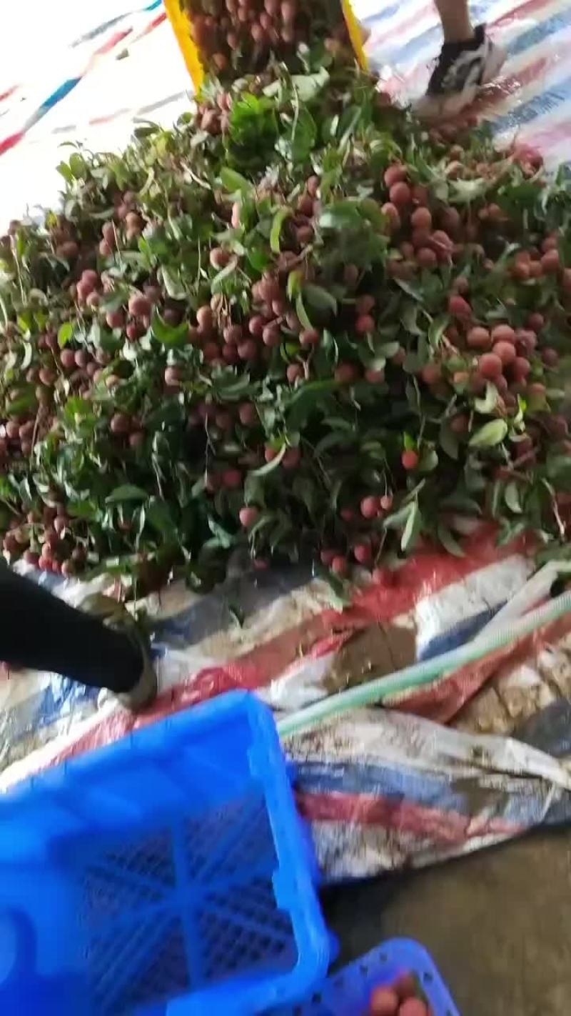 荔枝