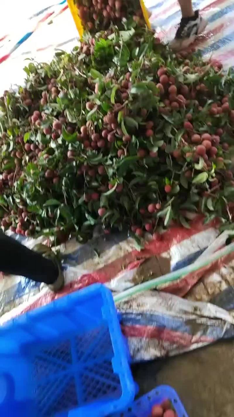 荔枝