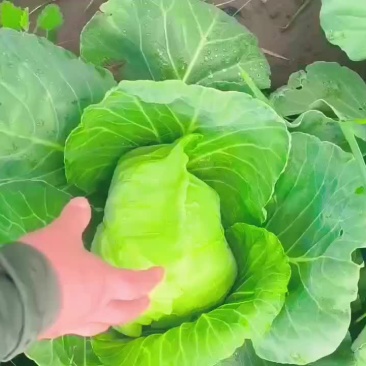 精品面包甘蓝