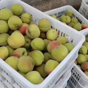 黄金桃