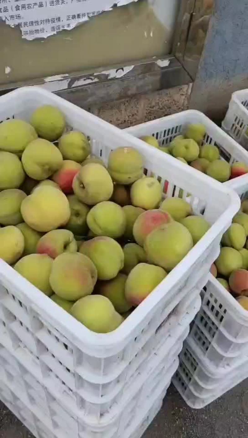 黄金桃