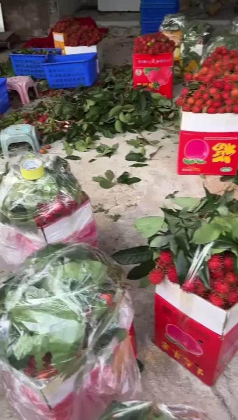 海南红毛丹