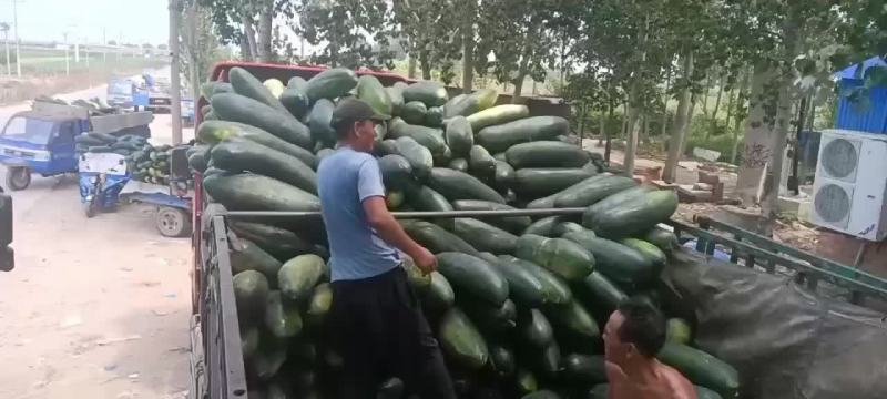 黑皮地冬瓜大量现货