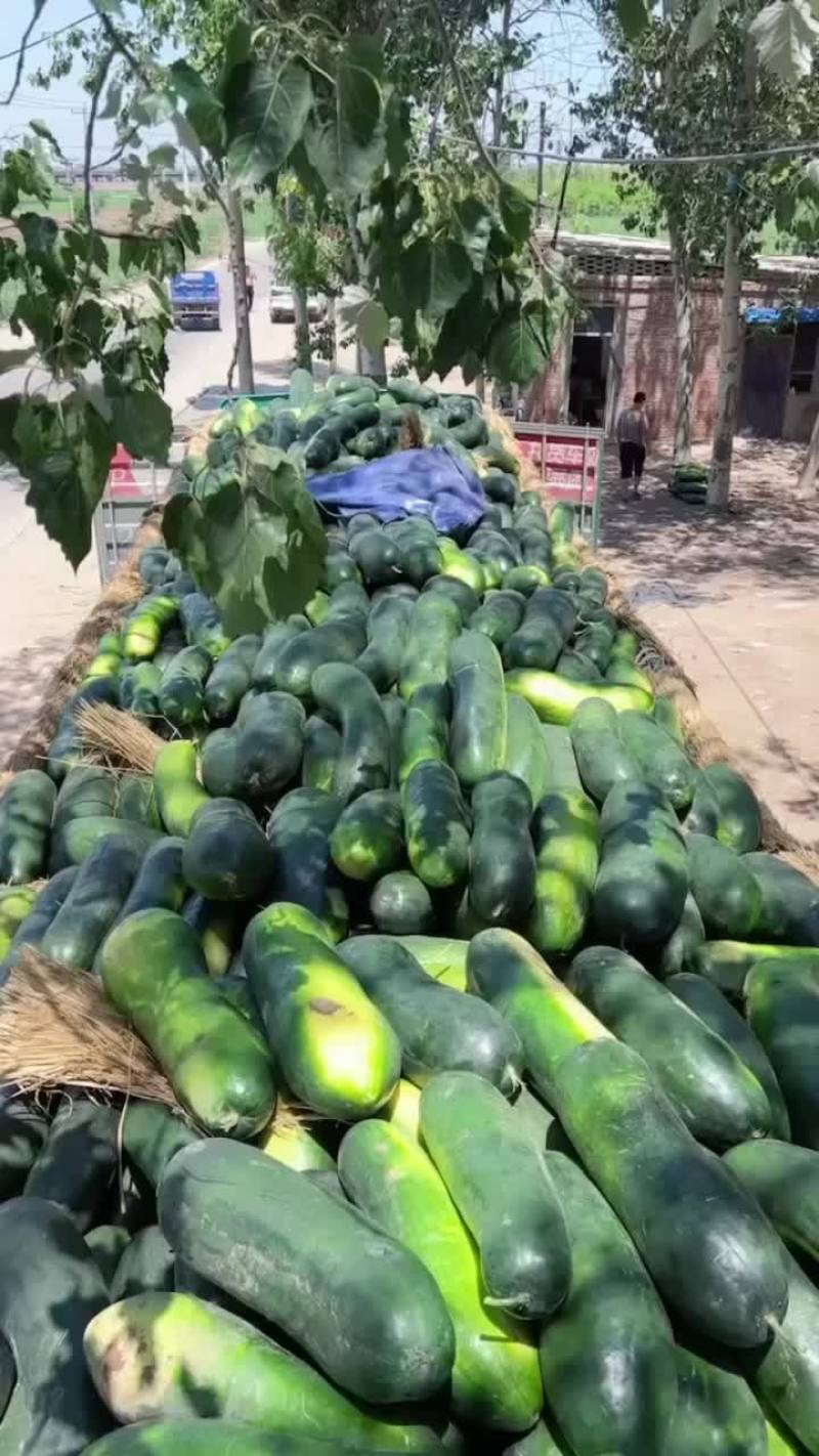 黑皮地冬瓜大量现货