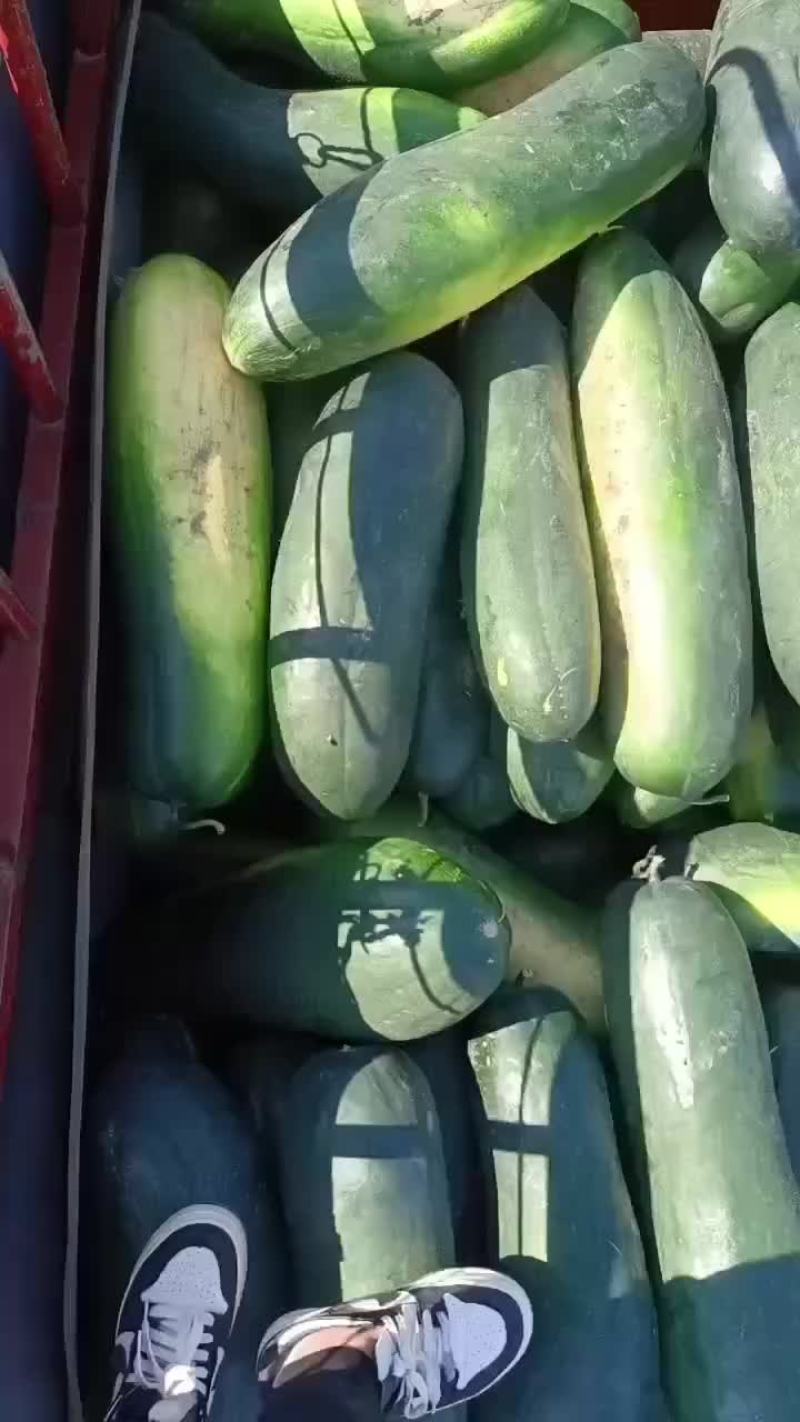 黑皮地冬瓜大量现货